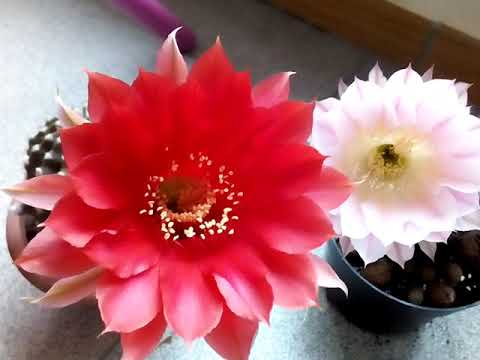 Видео: 9 апреля. Цветет эхинопсис. Дополнения по первому поливу весной.