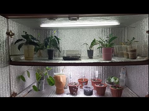 Видео: Обзор моих черенков🌱саженцев.