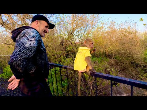 Видео: Мы с Люськой привели молодых львов и поближе ПОЗНАКОМИЛИ их с ВОЖАКОМ Чуком!