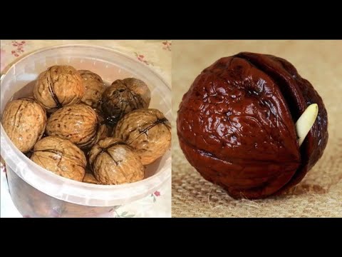 Видео: Как прорастить грецкий орех из магазина? How to Grow Walnut Tree from Seed DIY #грецкийорех