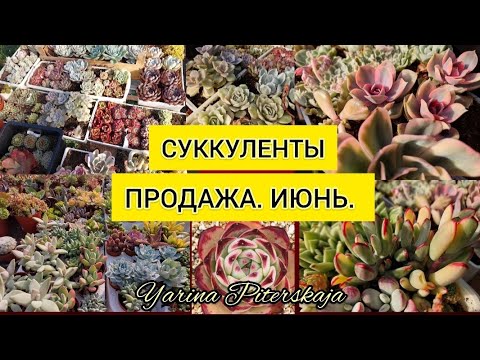 Видео: Суккуленты.  Продажа.Июнь.