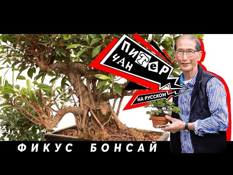 Видео: Фикус Бонсай - Уход и Обрезка