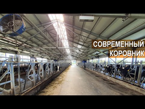 Видео: Содержание КРС Голштинской породы. Устройство современного коровника. Ферма Боровецкий станъ.