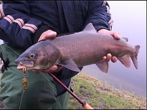 Видео: Рыбалка в Монголии на озере Хубсугул. Ловля хариуса из-под винта на Байкале.