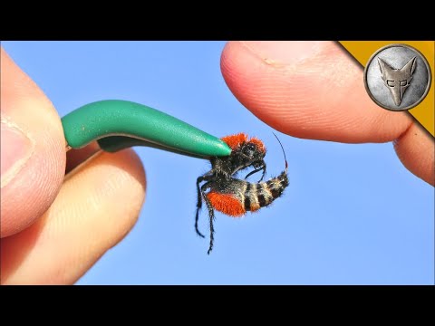 Видео: Най-мощното ухапване! Оса Кадифена Мравка в Brave Wilderness Български