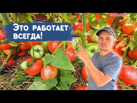 Видео: Секрет дачников: томаты наливаются как бешеные!