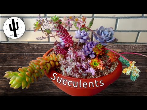 Видео: Подвесной садик из суккулентов (оборвался!)