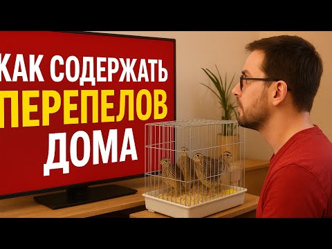 Видео: Перепела в квартире или доме – реально ли?🐥