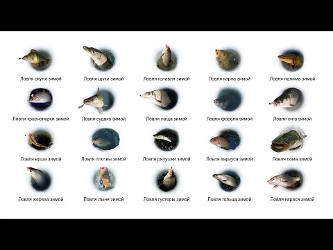 Видео: Какую рыбу ловят зимой