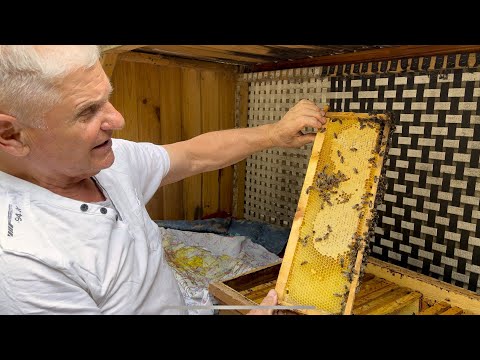 Видео: Уход за пчёлами в начале августа