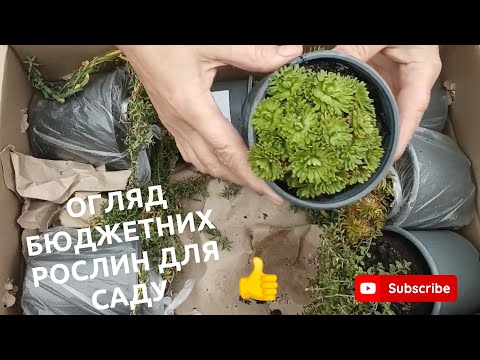 Видео: Купила бюджетні рослини для саду, огляд.