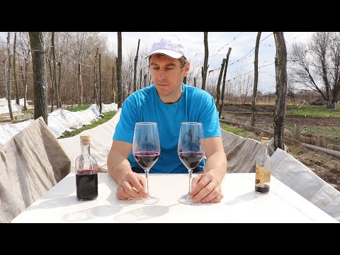 Видео: Саперави первое вино.Сравниваем с привозным!!!
