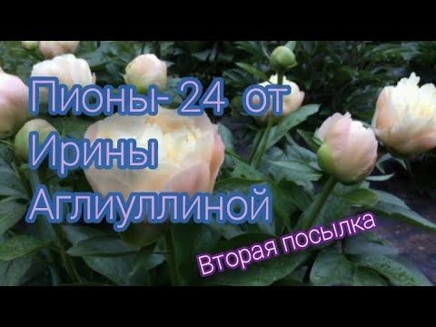 Видео: Вторая посылка от Ирины Аглиуллиной. Дозаказ двух корней. 2024.