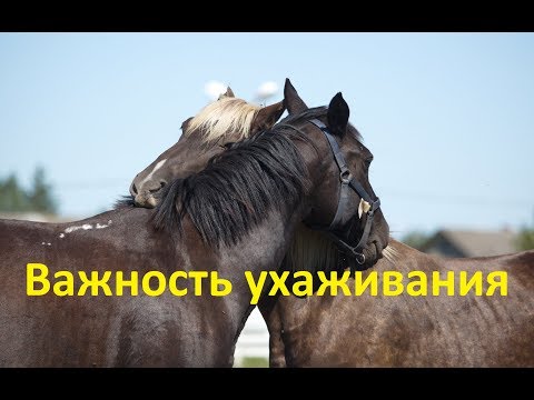 Видео: О важности ухаживаний между жеребцом и кобылой в охоте.