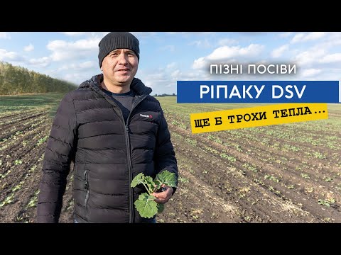 Видео: Пізні посіви озимого ріпаку DSV Темптейшн, але в зиму зайде добре!
