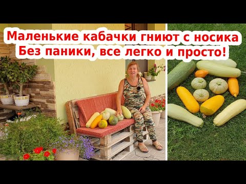 Видео: Кабачки гниют на кусте с носика - что делать?