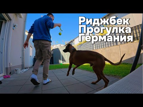 Видео: Родезийский Риджбек/мои возмущения/прогулка