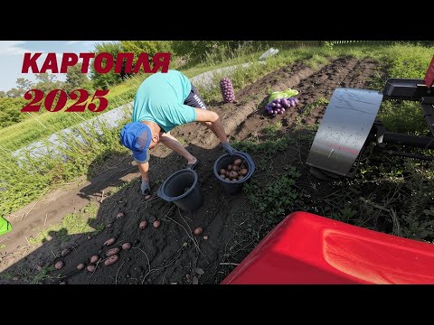 Видео: Копаю нові сорти. Картопля 2025. Шифенг240