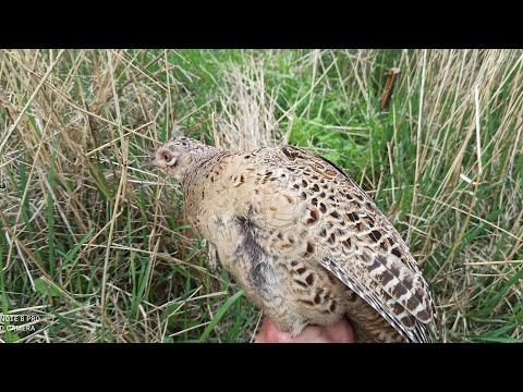 Видео: ЛОВУШКА ЗА 2 МИНУТЫ///ДРЕВНЯЯ ЛОВУШКА///ЛОВУШКА НА ФАЗАНА И НЕ ТОЛЬКО/// ПЕТЛЯ primitive bird trap