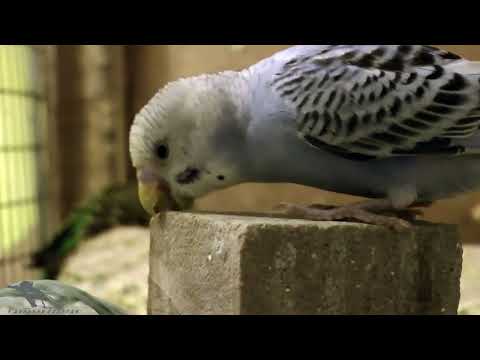 Видео: Волнистые и кореллы. Про соль и ощип