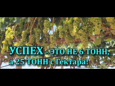 Видео: 🚀 УСПЕХ — ЭТО НЕ 6 ТОНН, А 25 ТОНН с ГЕКТАРА! 🍇