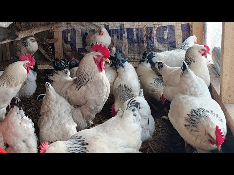 Видео: Уй Шароитида ТОВУК Бокиш Сирлари Кишда Кандей Ем Бирса Яхши Тухумлайди Товуклар Канча Расход Булади