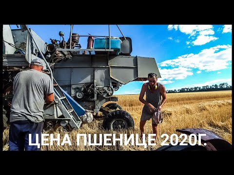 Видео: Цена пшенице для одноосибныков. Уборка пшеницы 2020! Нива СК-5 - нервоядная Хищница
