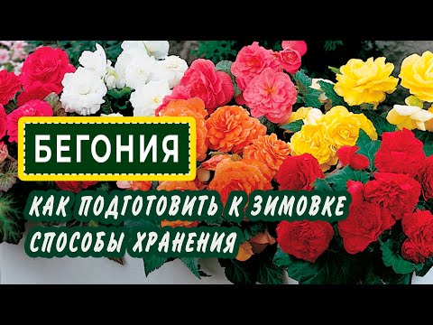 Видео: БЕГОНИЯ- Как подготовить к зимовке? РАЗНЫЕ способы хранения