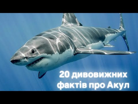 Видео: Топ 20 фактів про акул!!!!