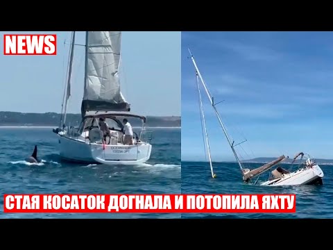 Видео: Косатки потопили туристическую яхту у берегов Португалии