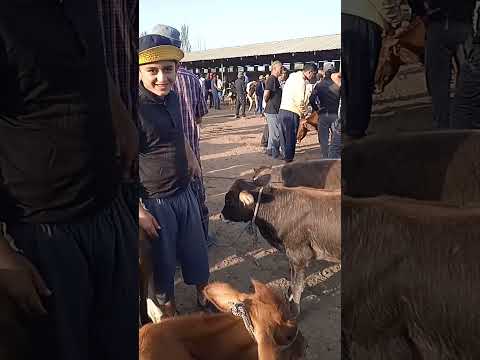 Видео: Молбозори н.А.Чоми01.09.2024🐂🐏🐑👍🔔✍️💯💞