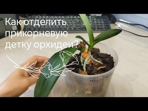 Видео: Как правильно отделить,посадить прикорневую ДЕТКУ орхидеи фаленопсис? Триферн для орхидей