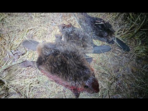 Видео: Три бобра. Монстр или весы замерзли и врут?!