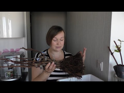 Видео: Виды саженцев винограда