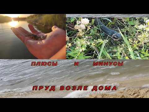 Видео: Жизнь У Пруда розведение раков . плюсы и минусы...