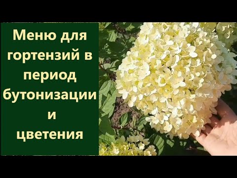 Видео: Меню для гортензий. Чем я подкармливаю гортензии в период бутонизации и цветения.