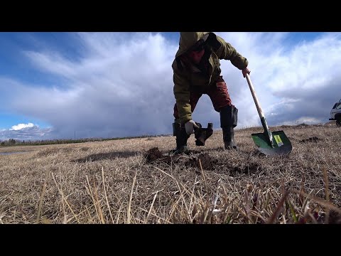 Видео: Открыл сезон МЕТАЛОКОПА! МД4030 . Лучшие батарейки для мд 4030! Копаю по выбитым местам .