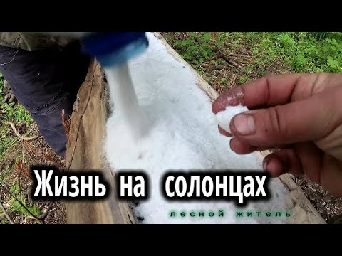 Видео: Жизнь на солонце.