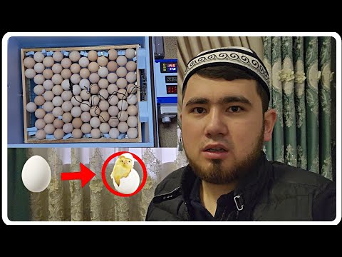 Видео: От А до Я. Инкубатор менен пайдалануу 2 часть