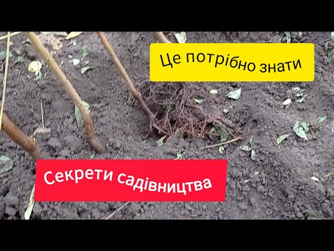 Видео: Корисні поради по вирощуванню дерев.