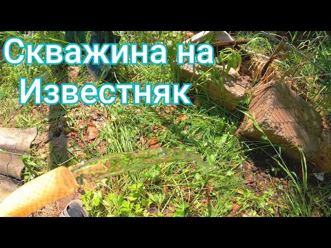 Видео: Абиссинка на известняке