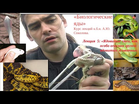 Видео: А. Ю. Соколов - Биологические яды (для "Факультета наук о жизни" МИП) - Лекция 5 (Змеи) - 12.03.2025