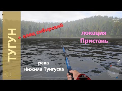 Видео: Русская рыбалка 4 - река Нижняя Тунгуска - Тугун и елец сибирский у причала