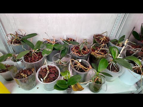 Видео: мой орхидейный роддом и как кормлю пни орхидей