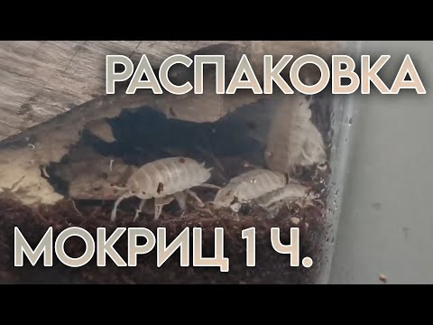Видео: Распаковка Мокриц (1 Часть) Porcellio Leavis "White" | Долгожданная Покупка