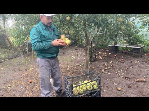 Видео: Збираємо яблука // Птахи відлітають .., дуже сумно ...