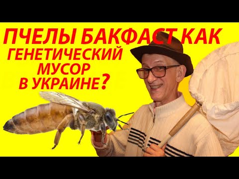Видео: Що Таке Бакфаст Бджоли? Цінний Гібрид чі Коштовна Порода чі Генетичне Сміття?