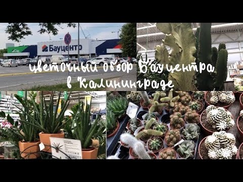 Видео: Цветочный обзор Бауцентра в Калининграде