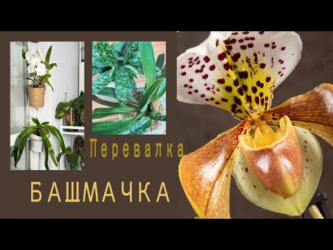 Видео: Пересадила и повесила! Паф кудрявит листья-сухо или не хватает чего-то?!