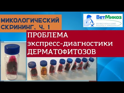 Видео: Микологический скрининг. Проблема экспресс-диагностики дерматофитозов (Р.С. Овчинников, 2019 часть1)